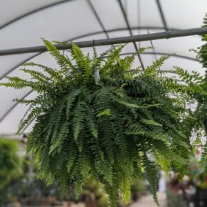 bright green fronds