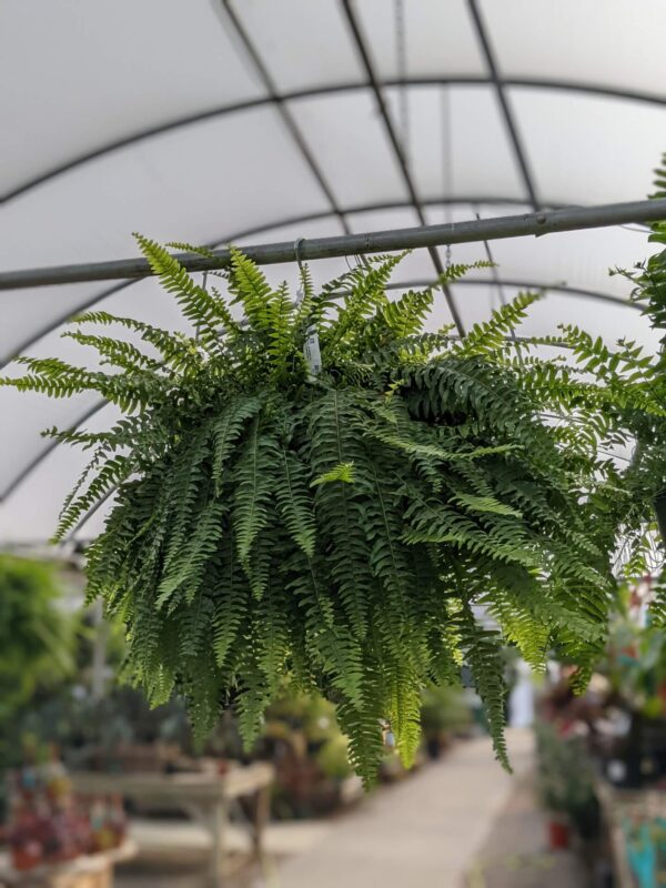 bright green fronds