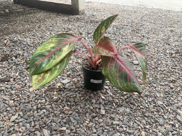 pink and great leaves