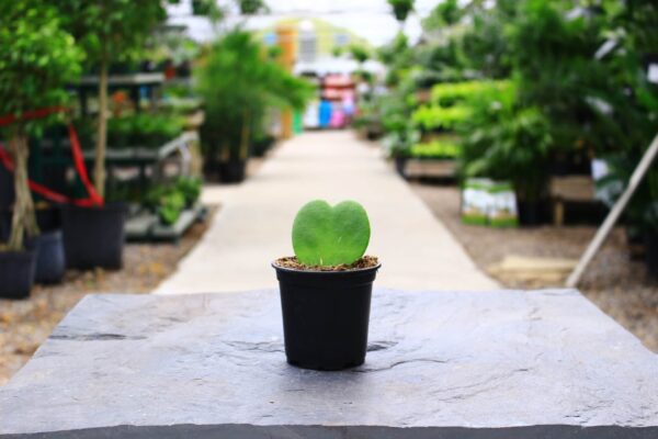 Deep green/cream variegated.