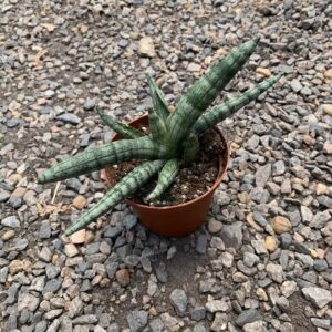 Starfish Snake Plant