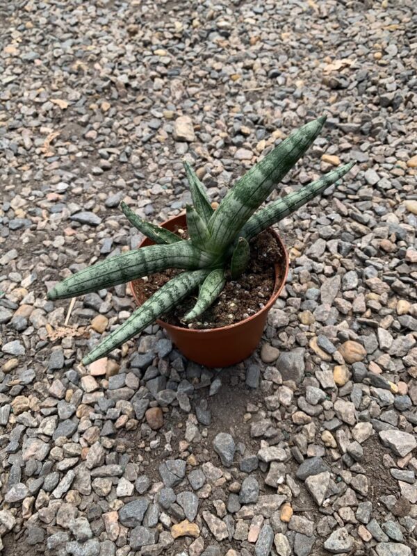 Starfish Snake Plant