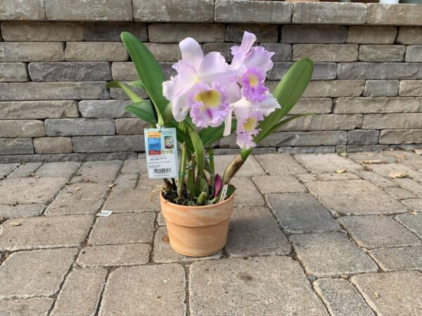 Huge, fragrant blooms