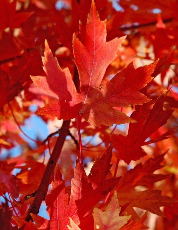 bright orange lobed leaves