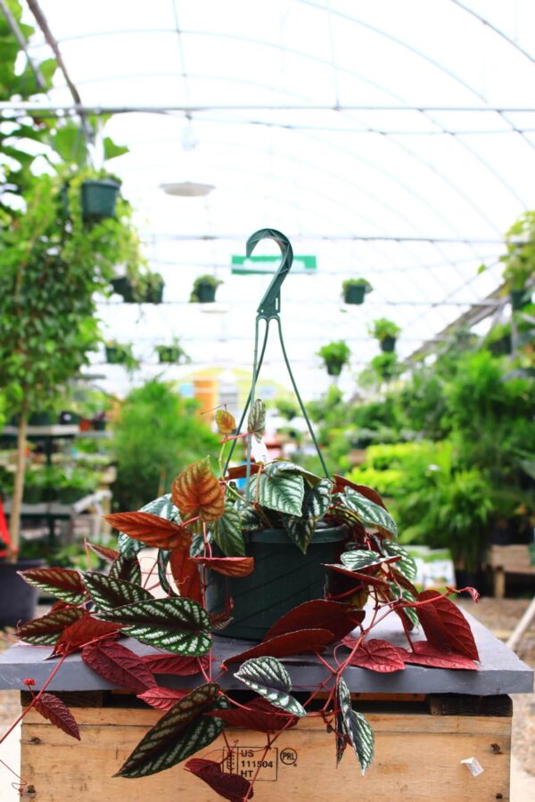 Cissus Discolor 8" Basket