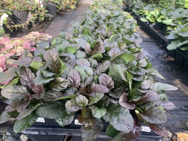 Ajuga 'Black Scallop' 4"