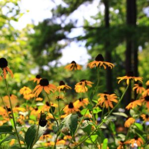 black eyed susans