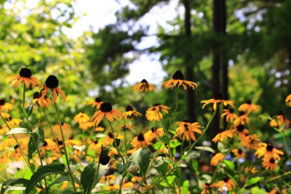 black eyed susans