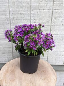 Aster Novae-Angliae Purple 1G