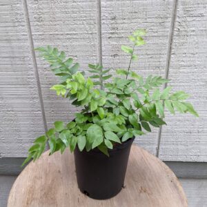 fern with large leaves