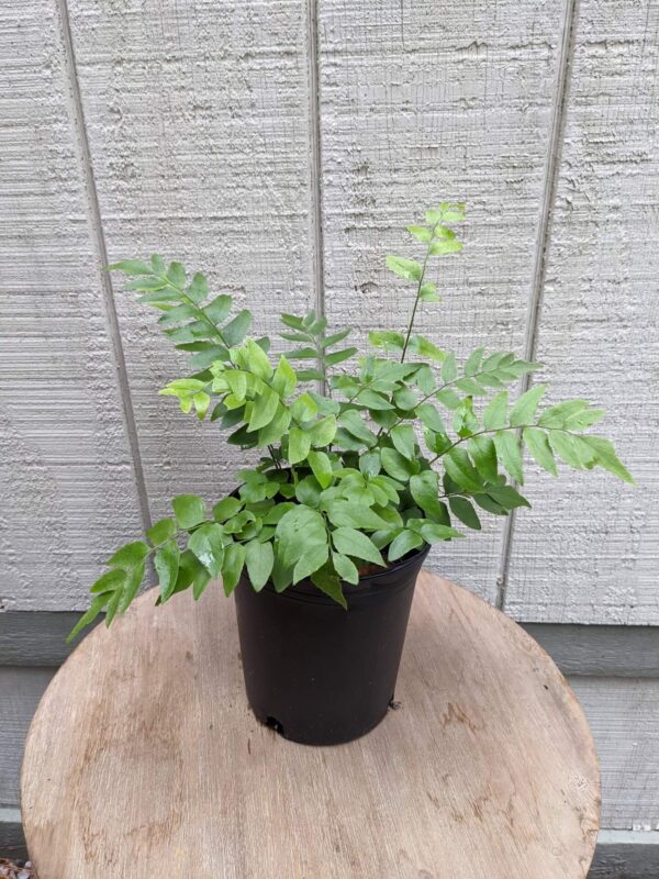 fern with large leaves