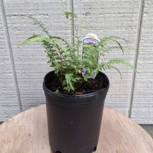 petite green fern