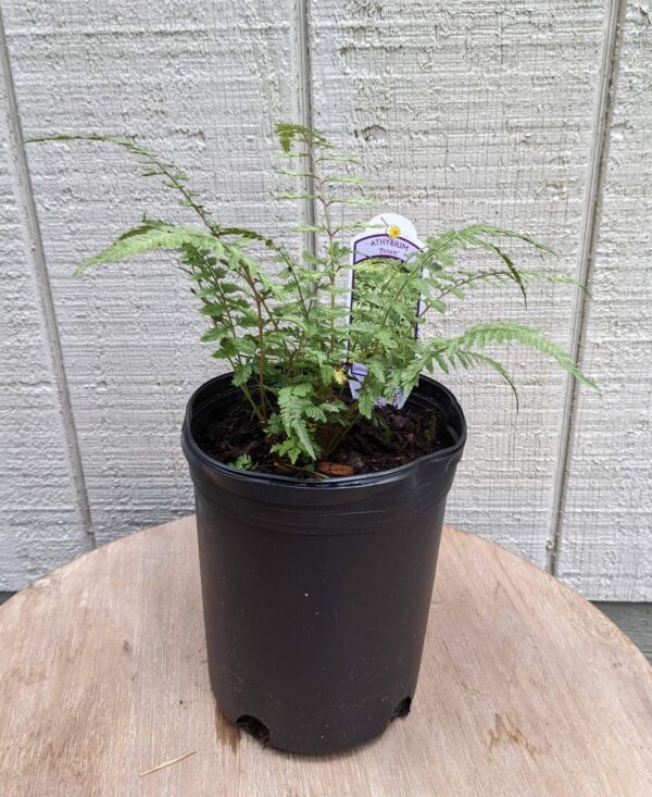 petite green fern