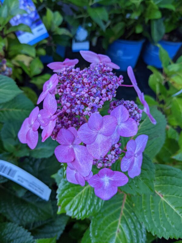 purple blooms