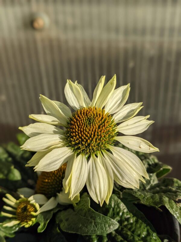 ivory blooms with yellow cone heads