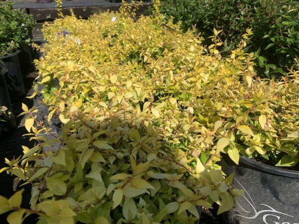 Abelia Twist of Mango 3G