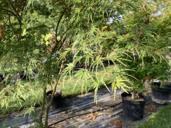 Acer Palm Disc Seiryu 15G