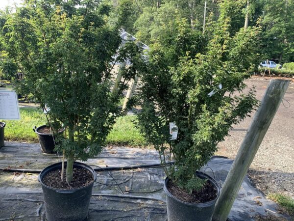 Acer Palmatum Shishigashira 15G