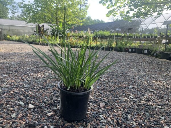 Agapanthus Galaxy Blue 1G