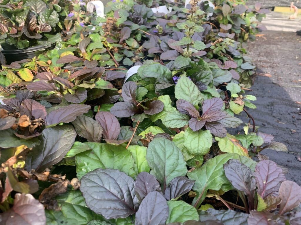Groundcover