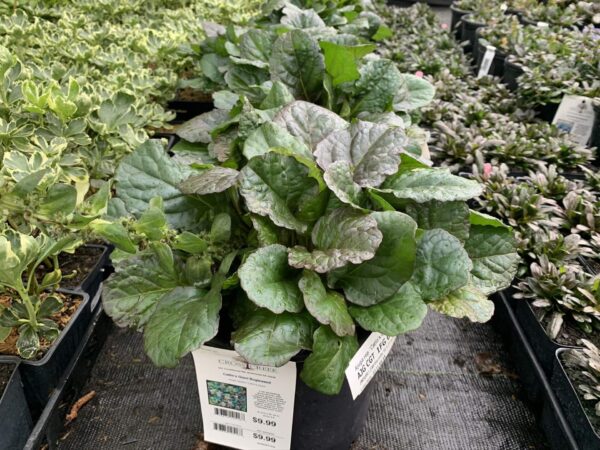 Ajuga 'Catlin's Giant' 1QT
