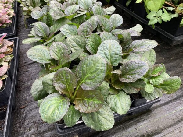 Ajuga 'Catlin's Giant' 4"