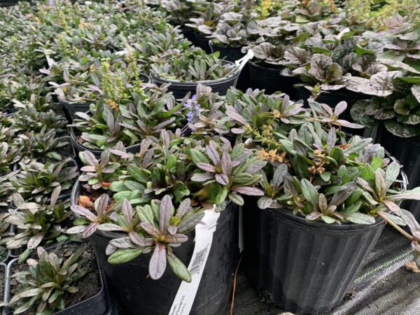 Ajuga  'Chocolate Chip' 1G