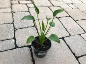 Alocasia Tiny Dancer 4"