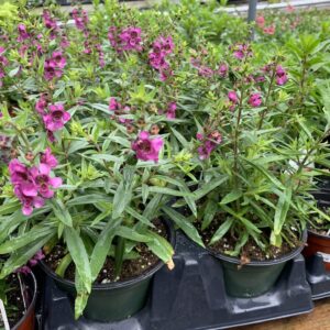 Pink or purple blooms