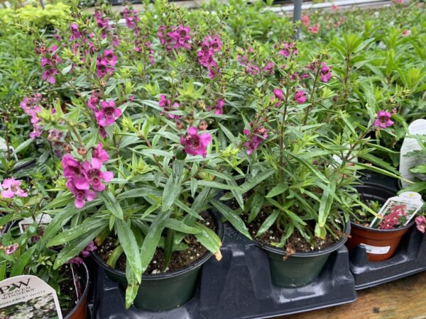 Pink or purple blooms
