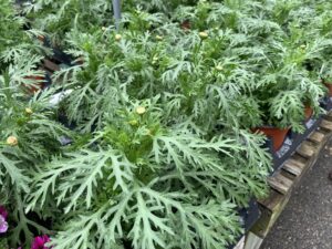 Argyranthemum 6"