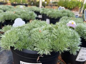 Artemisia Silver Mound 1G