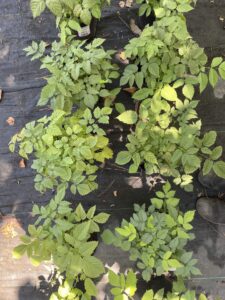 Aruncus Dioicus 1G