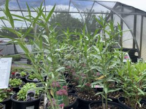 Asclepias Incarnata 1G