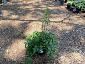 Astilbe Pink Pumila 1G