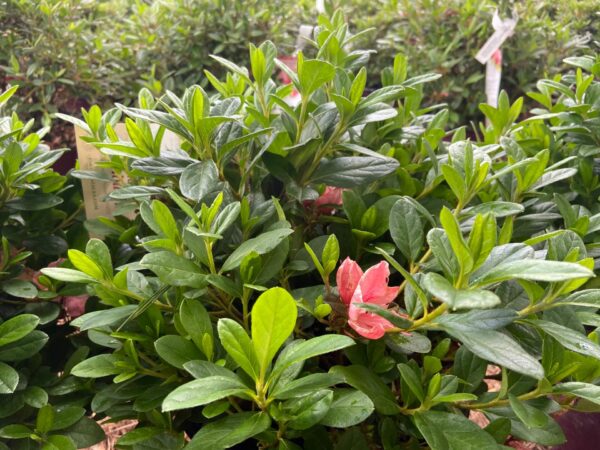 Azalea Autumn Sunburst