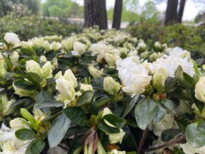 Azalea Helen Curtis 3G