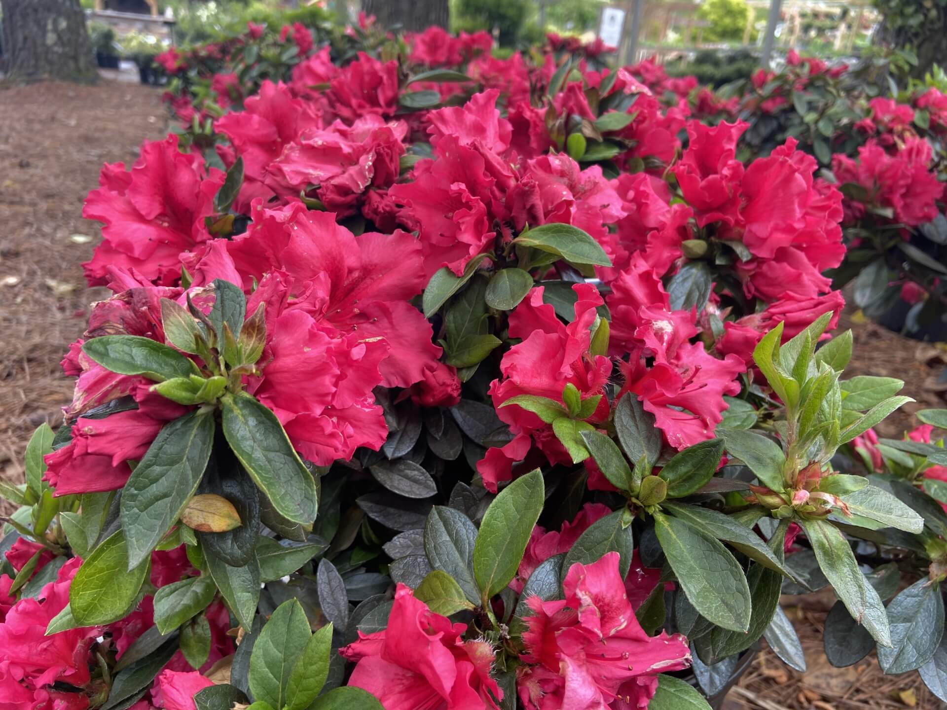 AZALEA, PINK RUFFLE - Plants of Texas