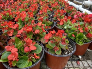 Begonia 6"