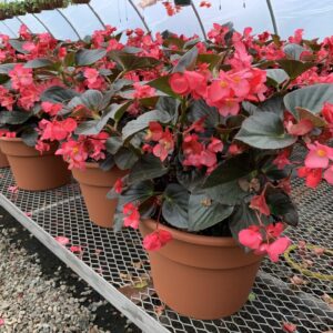 Scarlet flowers