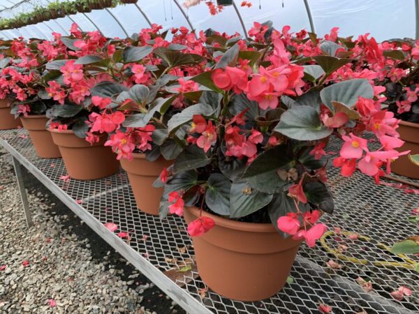 Scarlet flowers