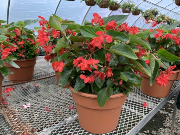Begonia Dragon Wing Pot 12" - Image 2