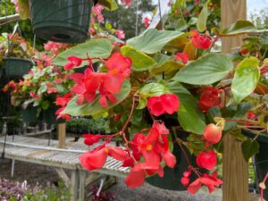 Begonia Dragon Wing 10" Basket