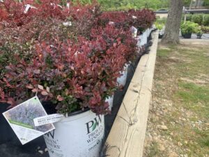 Berberis Crimson Pygmy 3G
