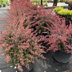 Deep rose-red foliage