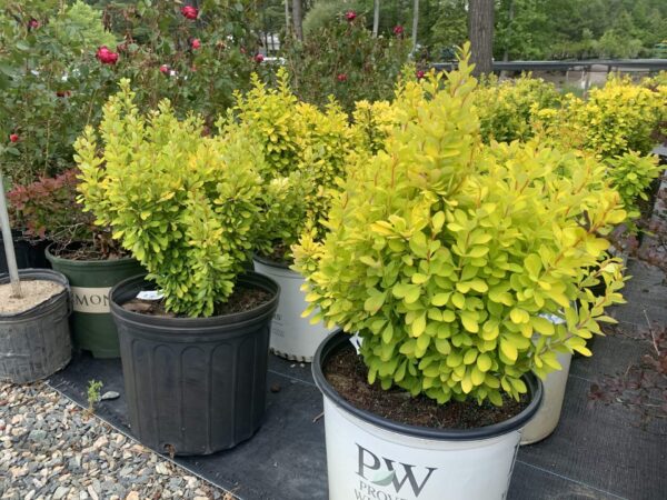 Golden foliage and red new growth