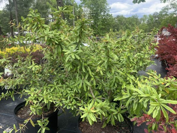 Yellow flowers, barrier plant