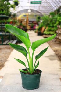 Bird of Paradise White 6"