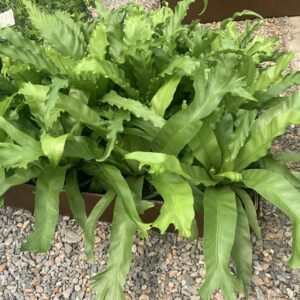 Bright green rigid, wavy foliage