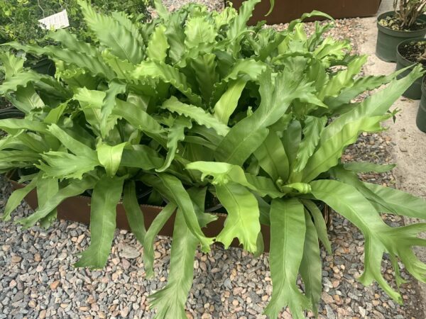 Bright green rigid, wavy foliage